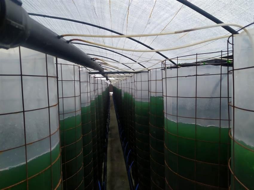 اولین مزرعه پیشرفته تولید جلبک در استان آذربایجان شرقی به بهره برداری رسید